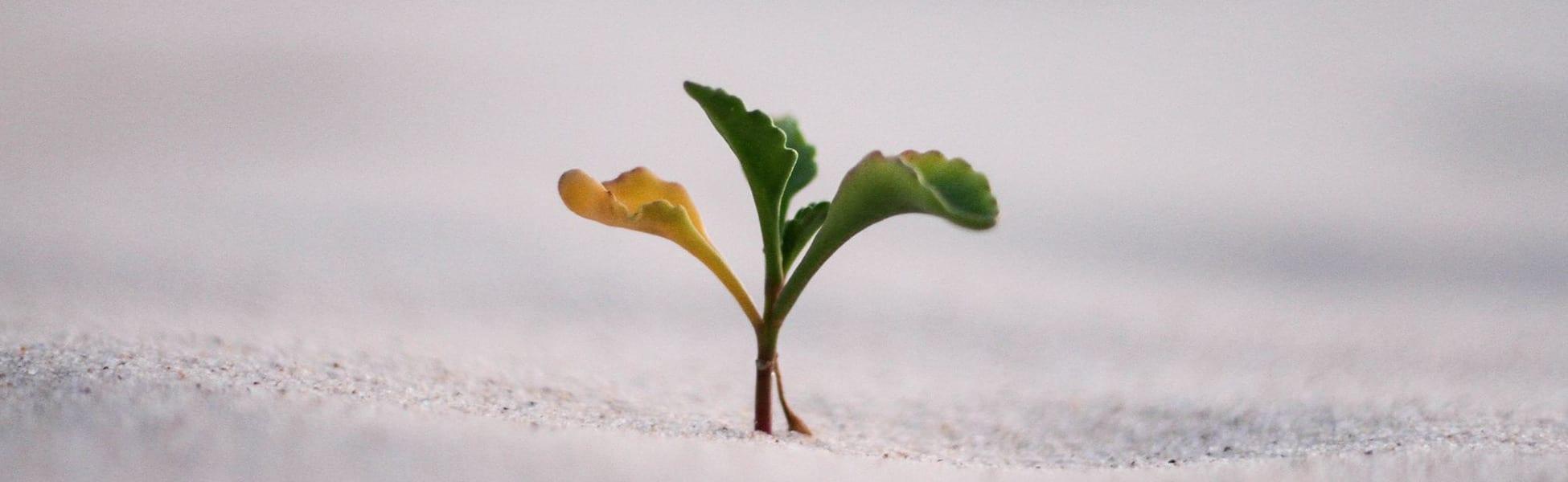 5 Ways To Regain Trust In Recovery