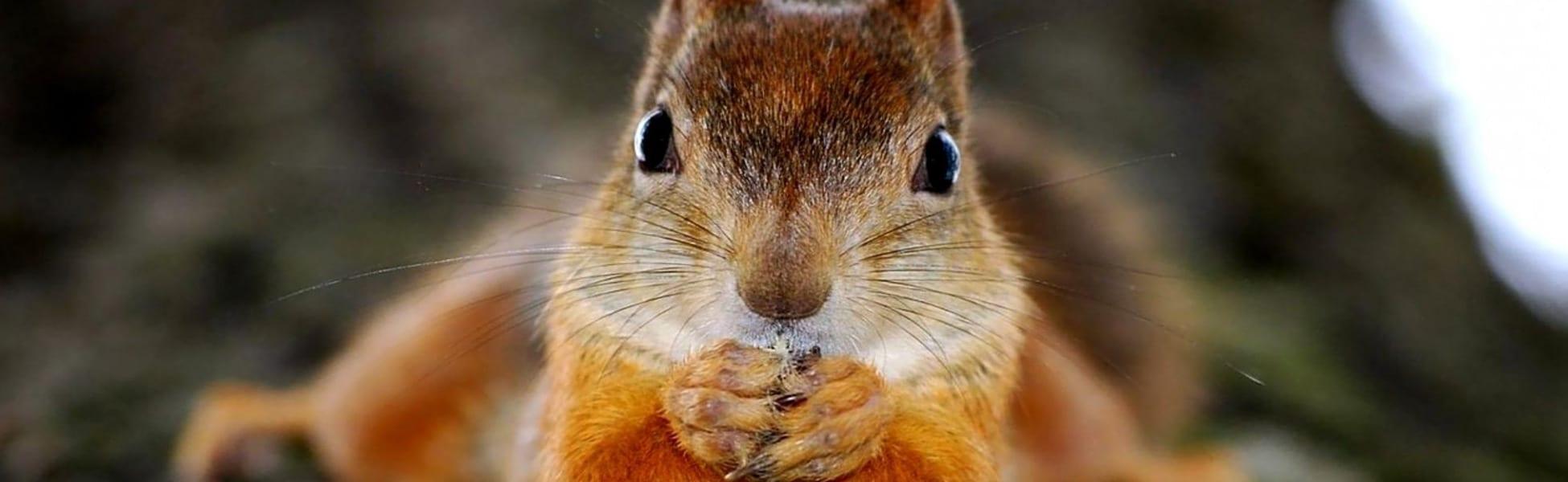 Like Herding Squirrels